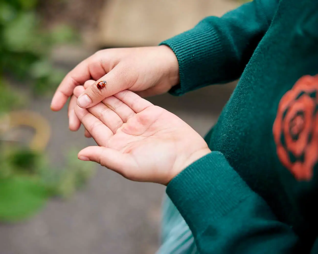 Ladybird on a child's hand