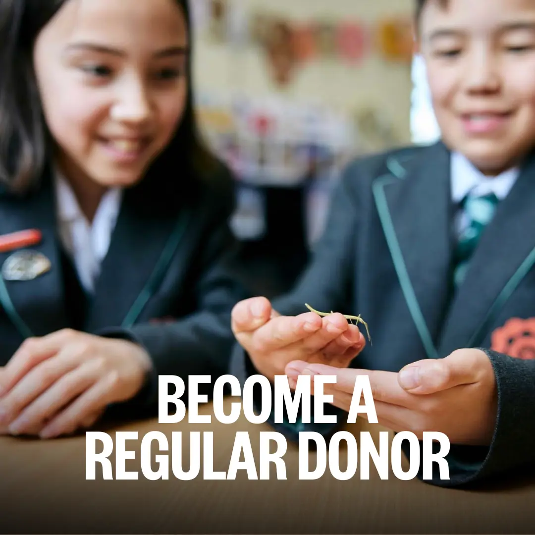  OptimizedImage,Optimized